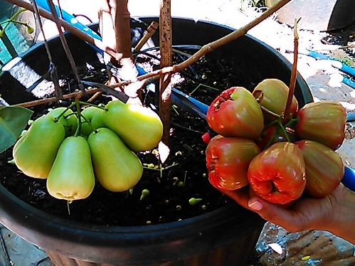 Water guava fruit with the name Dhegus  Indonesian Fruits