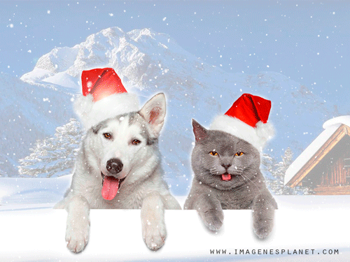 Perro y Gato de Papá Noel con nieve animada para navidad 