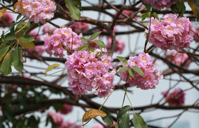 Cacho de flores do ipê-rosa (Tabebuia rosea)