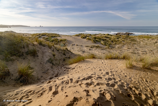 Vegetación en el Parque Natural de las Dunas de Liencres - Cantabria por El Guisante Verde Project