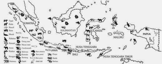 Gambar Jenis Hewan  Fauna Indonesia  Bagian  Tengah  Timur 