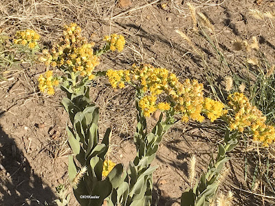 goldenrod Solidago