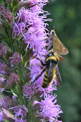 Southern Meadows