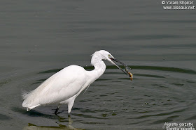 garceta comun Egretta garzetta ecosistema de las aves en el planeta tierra