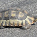 Horsefield Tortoise Features