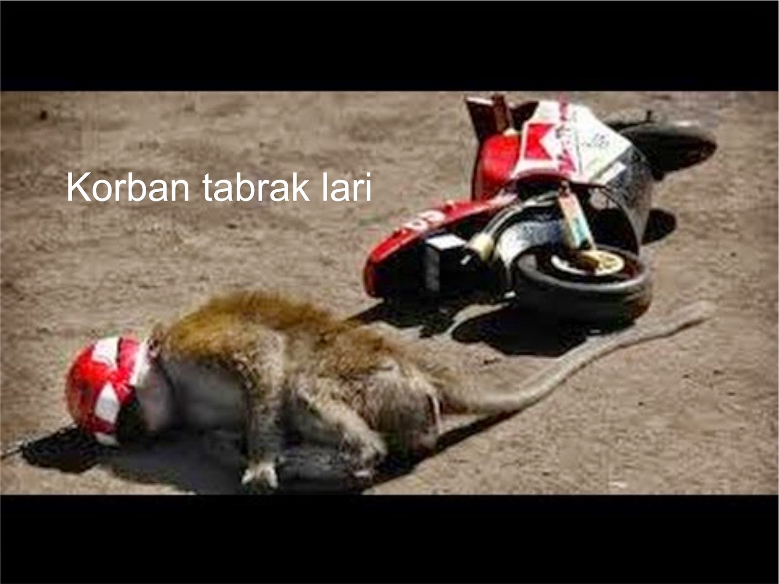 Foto Meme Lucu Monyet DP BBM Jomblo