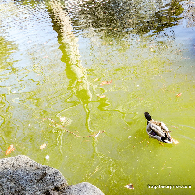 Pato no lago do Campo del Moro em Madri