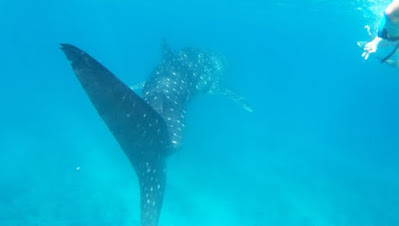 Bucear en las Maldivas, submarinismo en Dhigurah.