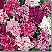 Double_Cascade_Mix_Petunia