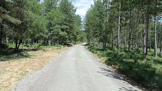 Pinares camino de Yeba