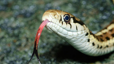 Snake with tongue