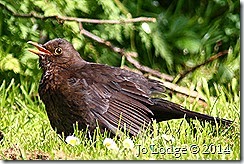 IMG_2095