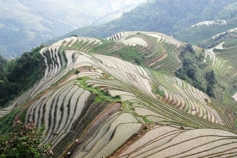 rice-terraces-15