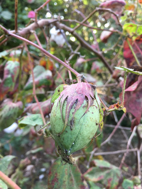 cotton, huwei, yunlin, taiwan