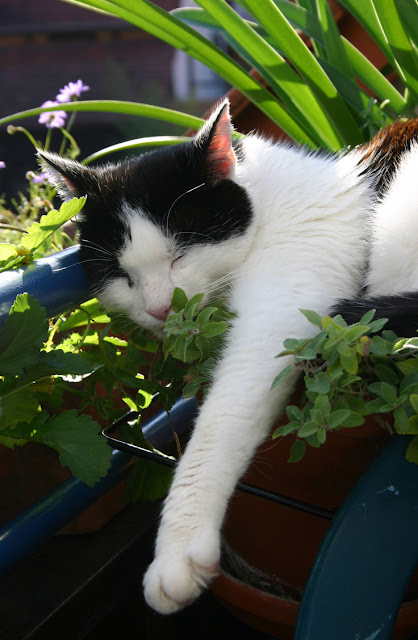 Alternatives to catnip: Silver vine, valerian and Tatarian honeysuckle. Find out how many cats respond and the best types to get for your cat. Here, a cat sleeps on a catnip plant.