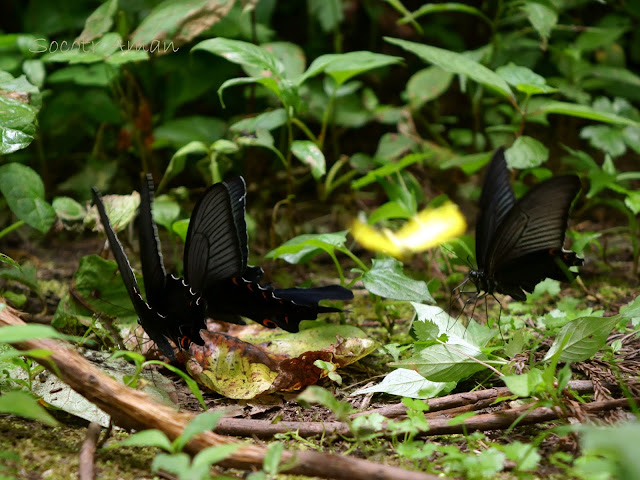 Papilio maackii