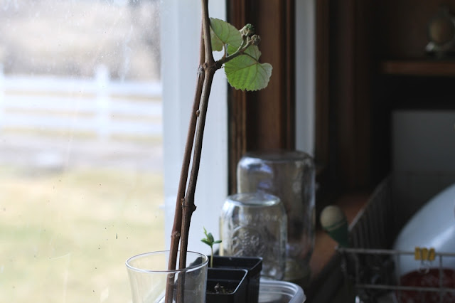 Grapevine and apple shoots