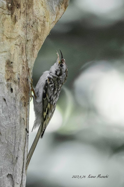 北海道で出会った野鳥　キバシリ　その２