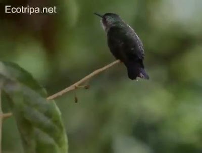 Foto Burung Kolibri lebah (Bee Hummingbird), Burung Terkecil Di Dunia