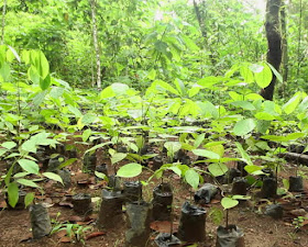 Tree seedlings