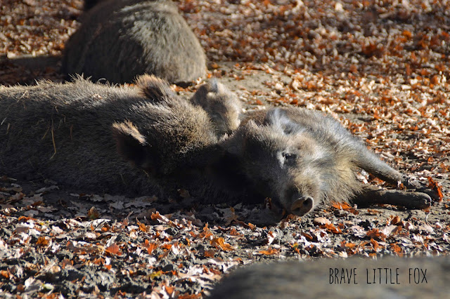 Wildschweine Wisentgehege Springe