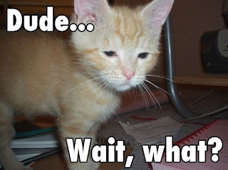 a red eyed kitten saying dude, wait, what?