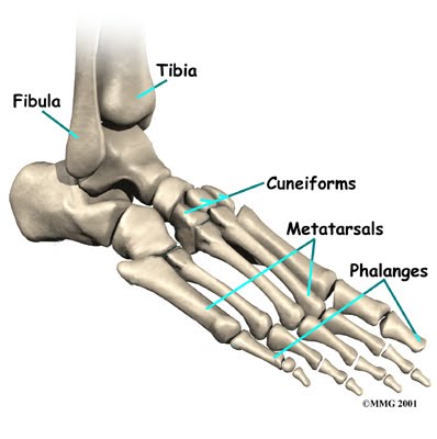 anatomy of foot. anatomy of foot.