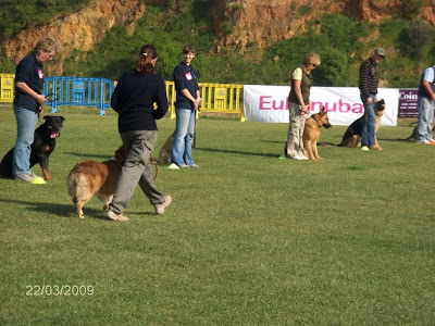 Obedience Competition