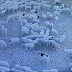 La razón detrás del misterio de las ovejas caminando en círculos durante más de 12 días