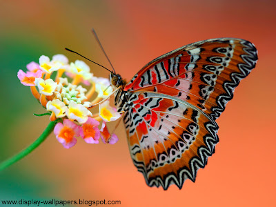 Butterfly Desktop Wallpaper HD