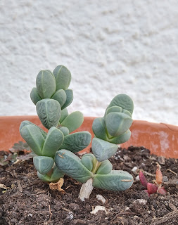 suculenta Delosperma lehmannii