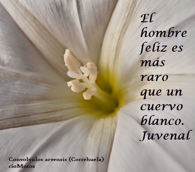 El hombre feliz es más raro que un cuervo blanco. Juvenal