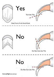 corte de unhas para cães