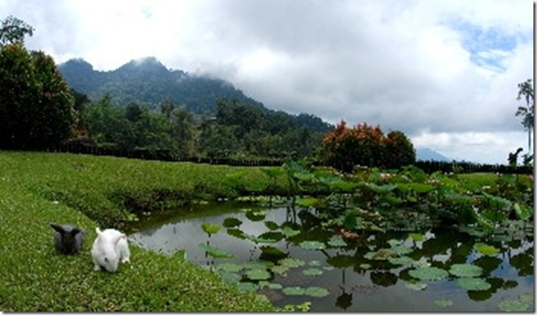 Borneo Highland 2