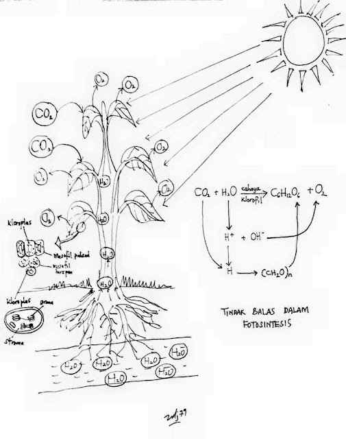 Biology A+: Mekanisme Fotosintesis