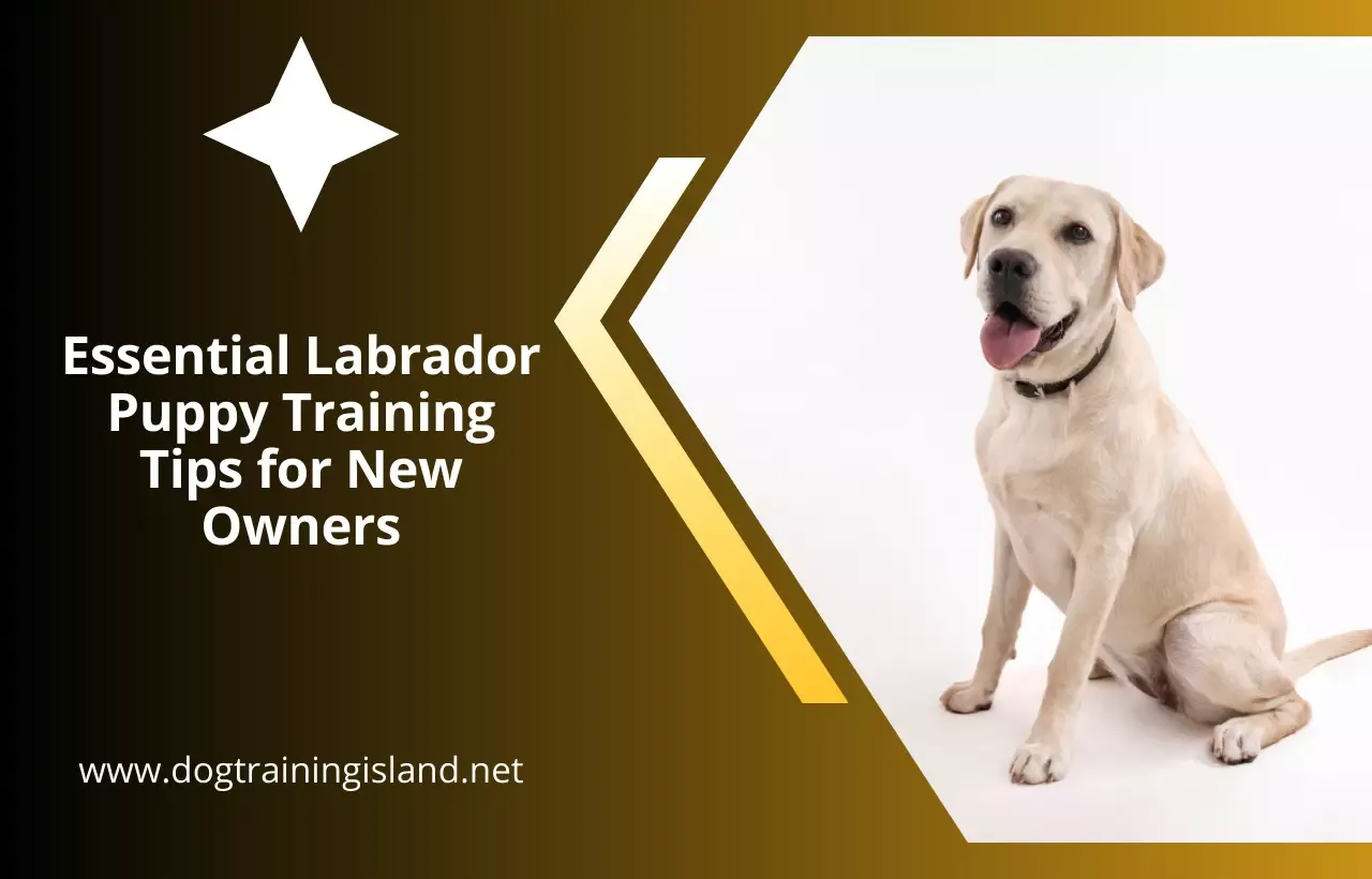 Labrador Puppy Training