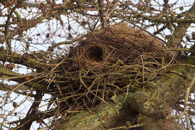 Sciurus،Tree squirrels,سنجابيات,سنجب,سمۆرە،کشتوکاڵ،دەوەن،دەوەن سەردار.ناجح گوڵپی