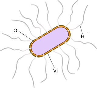 bacteria cell with O antigen and H antigen