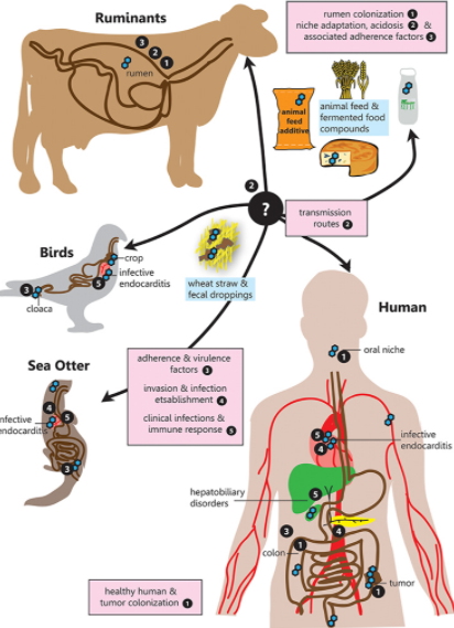 Gambar Patogenesis dari Streptococcus bovis