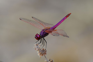 libelula-violeta-trithemis-annulata-macho-posado-