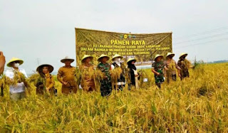 Danrem 063/SGJ Lakukan Panen Raya Padi di Demplot Ketahanan Pangan Teluk Jambe Karawang