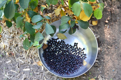 black chokeberries, tasty to whitetails