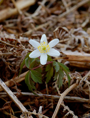 wood anemone (Anemone nemorosa)