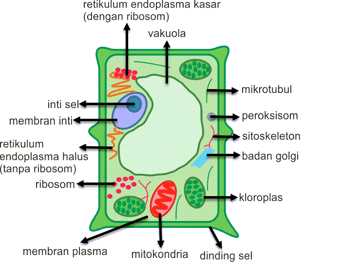 Sel dan Jaringan Hewan & Tumbuhan, Struktur, Fungsi, Gambar, Perbedaan, Penjelasan dan Contoh Soal