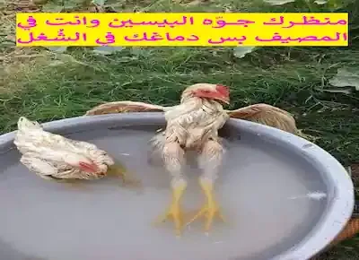 دجاجتان تسترخيان في حمام ماء في طست أو طشت