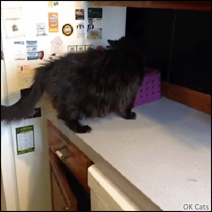 Funny Cat GIF • Black cat jumps on the kitchen worktop in a complicate way [ok-cats.com]