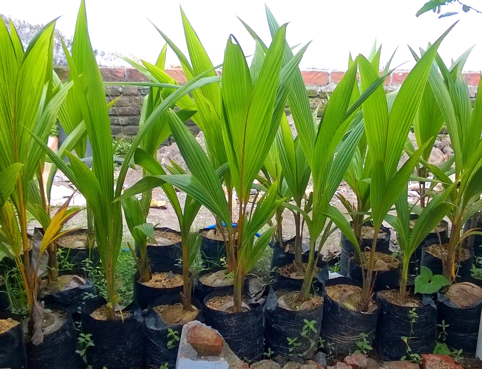  Bibit  Kelapa Jual  Bibit  Kelapa di  Yogyakarta