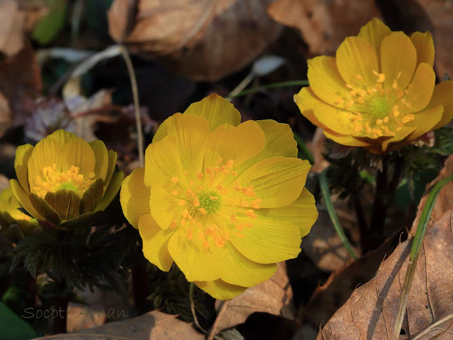 Adonis multiflola