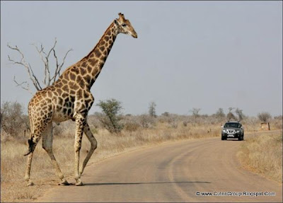 African Safari