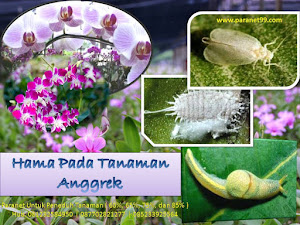 Hama Pada Tanaman Anggrek